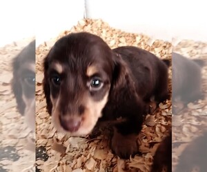 Dachshund Puppy for sale in KEENESBURG, CO, USA