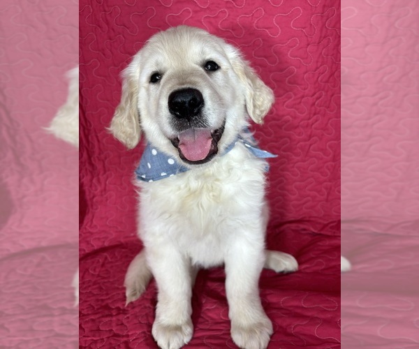 Medium Photo #1 English Cream Golden Retriever Puppy For Sale in GREENFIELD, IN, USA
