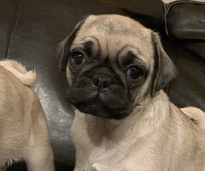 Pug Puppy for sale in ROSWELL, NM, USA