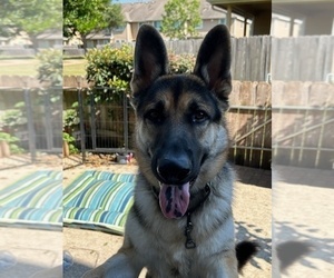 German Shepherd Dog Puppy for sale in HOUSTON, TX, USA