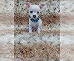 Small #1 Chihuahua