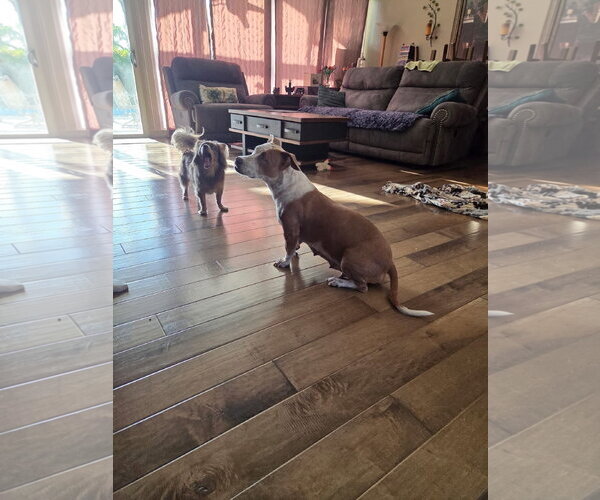 Medium Photo #8 Mutt Puppy For Sale in San Diego, CA, USA