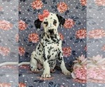 Small Photo #1 Dalmatian Puppy For Sale in QUARRYVILLE, PA, USA