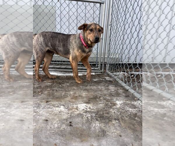 Medium Photo #2 Mutt Puppy For Sale in Calgary, Alberta, Canada