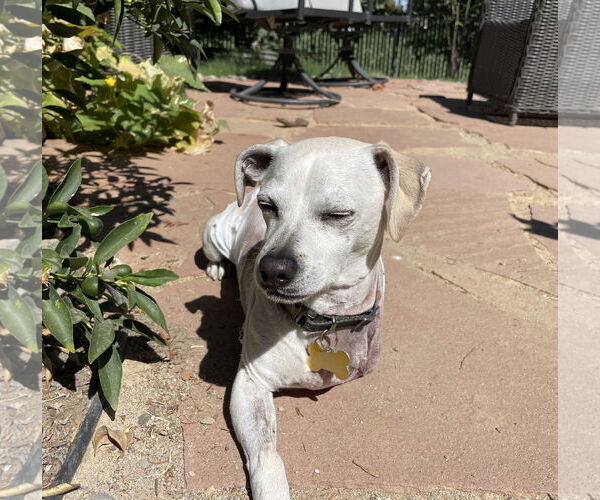 Medium Photo #7 Chihuahua-Unknown Mix Puppy For Sale in Davis, CA, USA