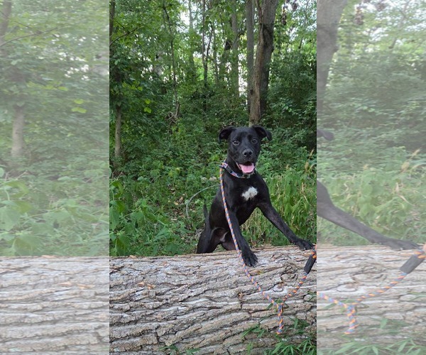 Medium Photo #14 Labrador Retriever-Unknown Mix Puppy For Sale in Germantown, OH, USA