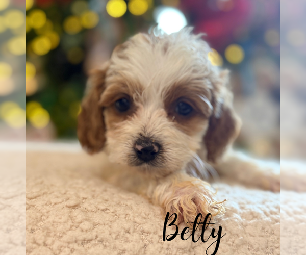 Medium Photo #6 Cavapoo Puppy For Sale in ADDISON, IL, USA