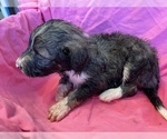 Small Photo #4 F2 Aussiedoodle Puppy For Sale in CHAPEL HILL, NC, USA