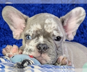 French Bulldog Puppy for sale in BOSTON, MA, USA