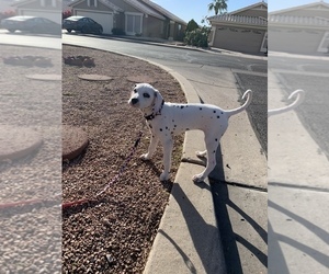Dalmatian Puppy for sale in TEMPE, AZ, USA