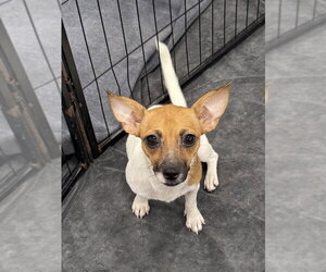 Chug Dogs for adoption in Bolivar, MO, USA