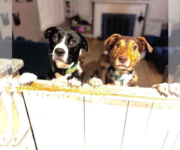 Medium Photo #8 Mutt Puppy For Sale in Farmington, MN, USA