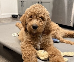 Goldendoodle Puppy for Sale in OAKLAND, California USA