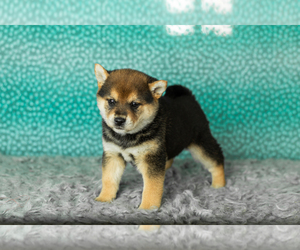 Medium Shiba Inu