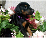 Puppy Purple Doberman Pinscher