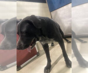 Mastiff Dogs for adoption in Bakersfield, CA, USA