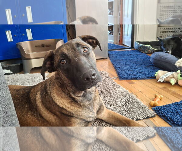 Medium Photo #16 German Shepherd Dog-Unknown Mix Puppy For Sale in Sebec, ME, USA