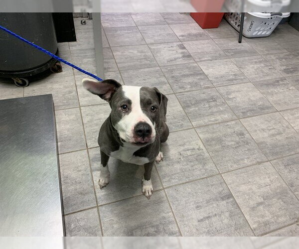 Medium Photo #1 American Staffordshire Terrier-Unknown Mix Puppy For Sale in Grand Prairie, TX, USA