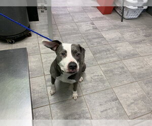American Staffordshire Terrier-Unknown Mix Dogs for adoption in Grand Prairie, TX, USA