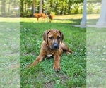 Puppy Puppy 7 Rhodesian Ridgeback