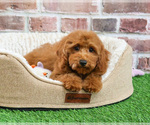 Small #2 Poodle (Miniature)