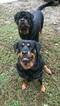 Small Photo #1 Rottweiler Puppy For Sale in QUEENSTOWN, MD, USA