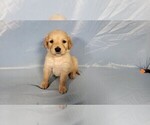 Puppy Boomhauer Golden Retriever