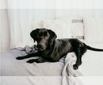Small #7 Labrador Retriever