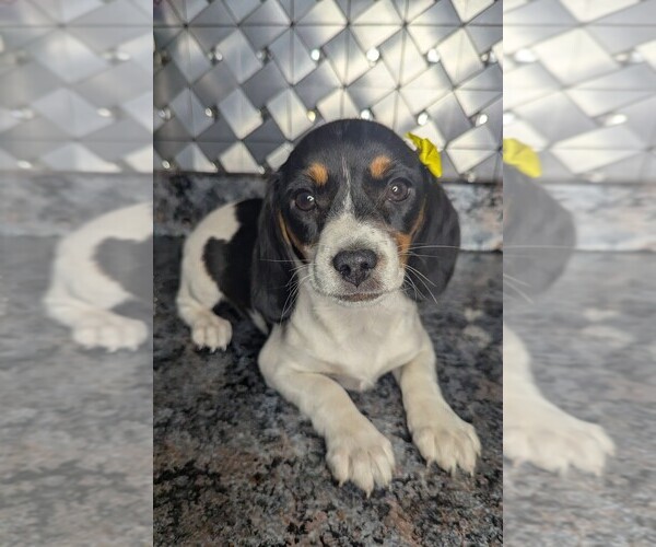 Medium Photo #6 Doxle Puppy For Sale in GOSHEN, IN, USA