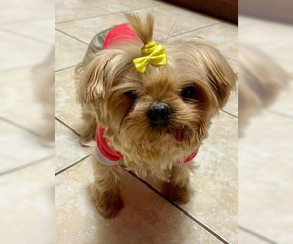 Medium Photo #9 Mutt Puppy For Sale in Allentown,, PA, USA