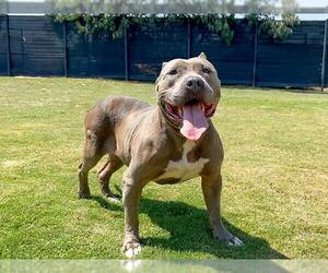 American Pit Bull Terrier Dogs for adoption in Orange, CA, USA