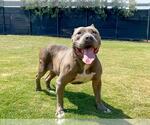 Small American Pit Bull Terrier