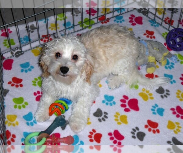 Medium Photo #2 Havanese Puppy For Sale in ORO VALLEY, AZ, USA