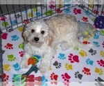 Small #1 Havanese