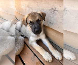 German Shepherd Dog Puppy for sale in BURLINGTON, WA, USA