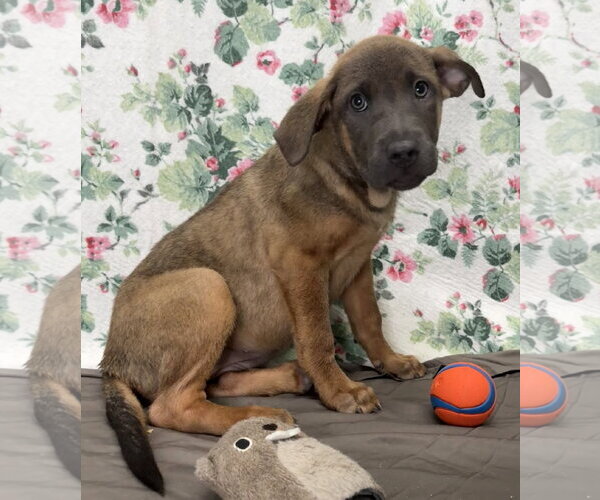 Medium Photo #1 Mutt Puppy For Sale in Wetumpka, AL, USA