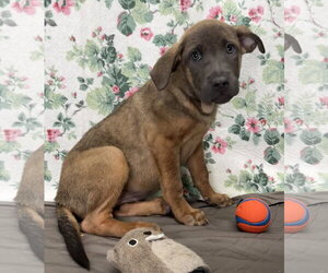 Mutt Dogs for adoption in Wetumpka, AL, USA