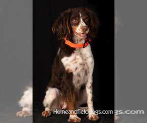 Brittany Puppy for sale in SPANISH FORK, UT, USA