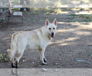 German Shepherd Dog Dogs for adoption in El Centro, CA, USA