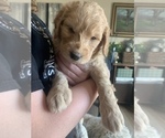 Small Photo #130 Goldendoodle Puppy For Sale in RATHDRUM, ID, USA