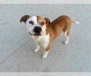 American Pit Bull Terrier-Unknown Mix Dogs for adoption in Charlotte, NC, USA