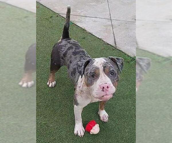 Medium Photo #1 American Staffordshire Terrier Puppy For Sale in Fort Lauderdale, FL, USA