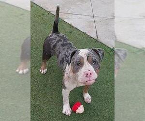 American Staffordshire Terrier Dogs for adoption in Fort Lauderdale, FL, USA