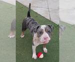 Small American Staffordshire Terrier