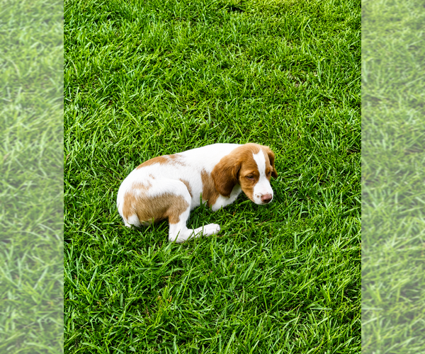Medium Photo #2 Brittany Puppy For Sale in ORRUM, NC, USA