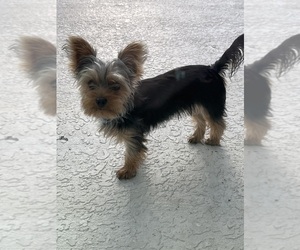 Yorkshire Terrier Puppy for Sale in GROVELAND, Florida USA
