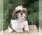 Small #3 Shih Tzu
