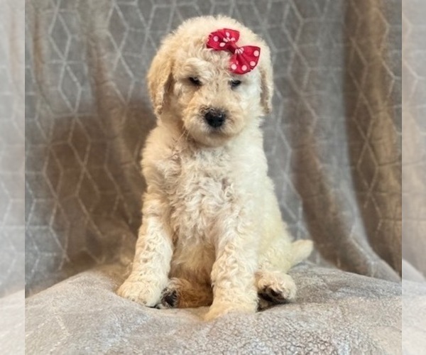 Medium Photo #3 Poodle (Standard) Puppy For Sale in LAKELAND, FL, USA