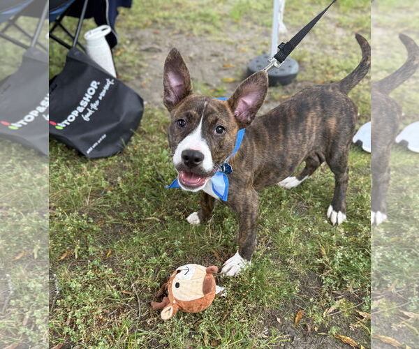 Medium Photo #4 American Pit Bull Terrier-Mountain Cur Mix Puppy For Sale in Oakhurst, NJ, USA