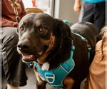Argo - Male Australian Shepherd-Unknown Mix Dog for Adoption - Small photo